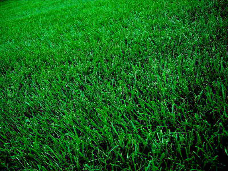 lush, dark green grass
