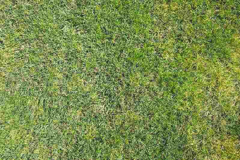 grass with yellow spots