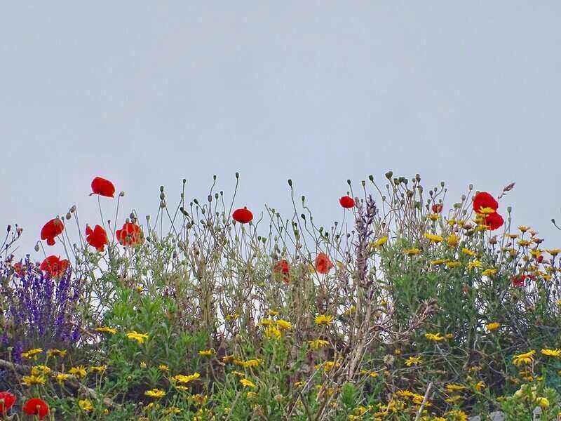 Wild flowers of all different colors and heights