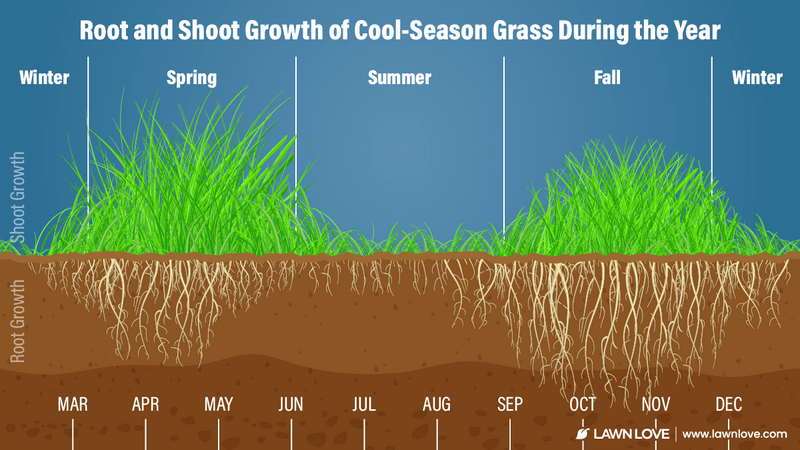 infographic showing growth timeline for cool-season grass