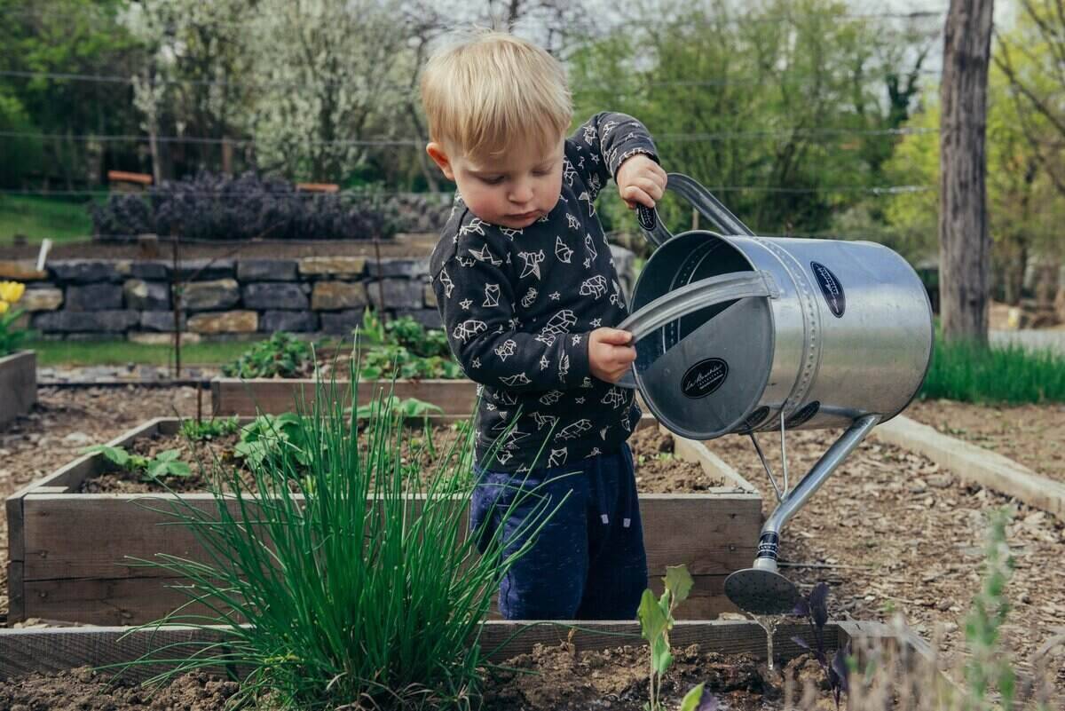 Young boy using a water can to water a vegetable garden