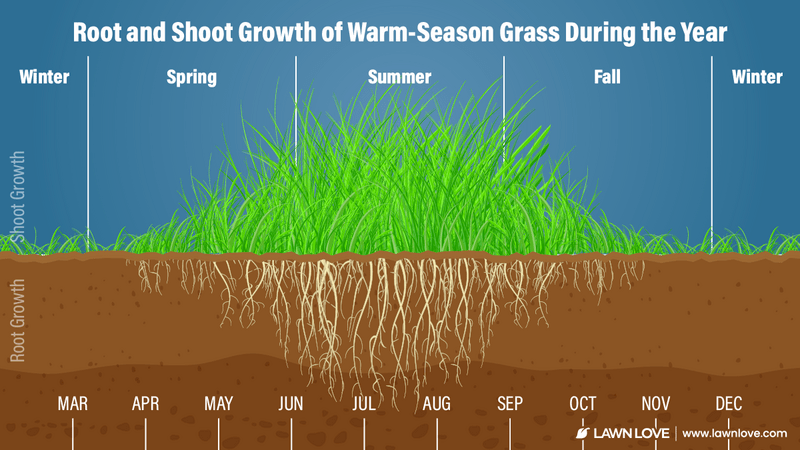 infographic showing growth timeline for warm-season grass
