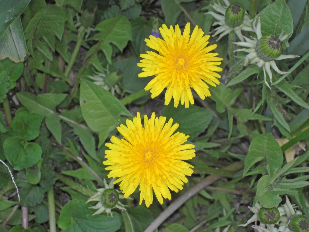 Dandelion (taraxacum officinale)
