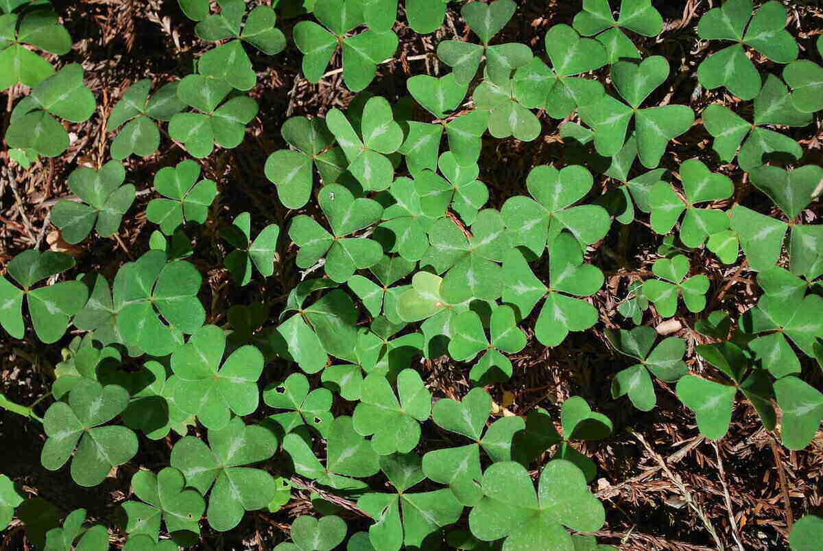 patch of clover ground cover