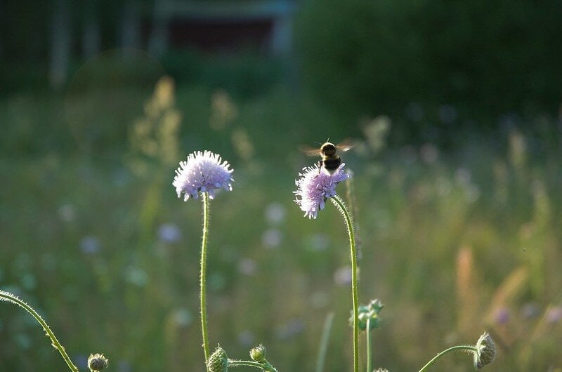 two pink clovers with a bee on top of one of them