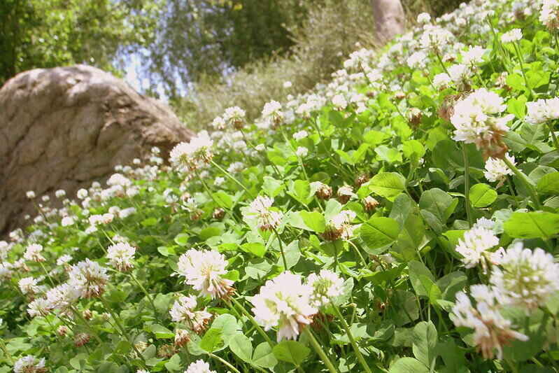 field of white clover with a boulder in the background