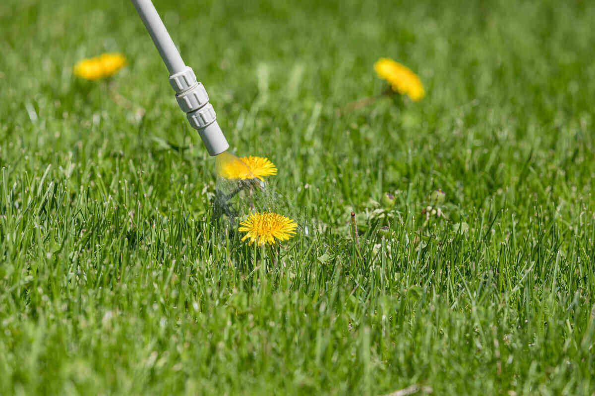 close-up of dandelions being sprayed with a weed killer herbicide