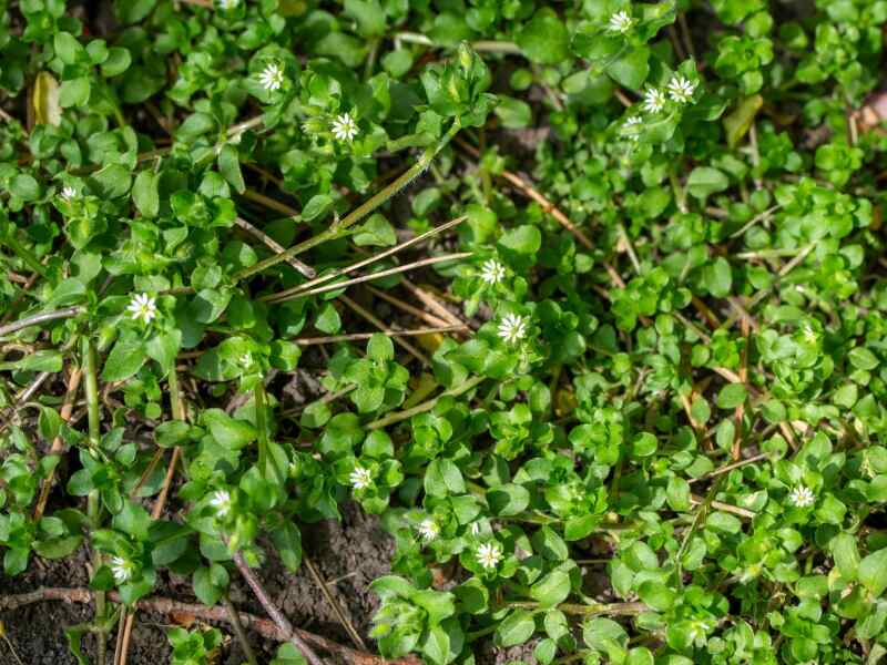 Common chickweed (Stellaria media)