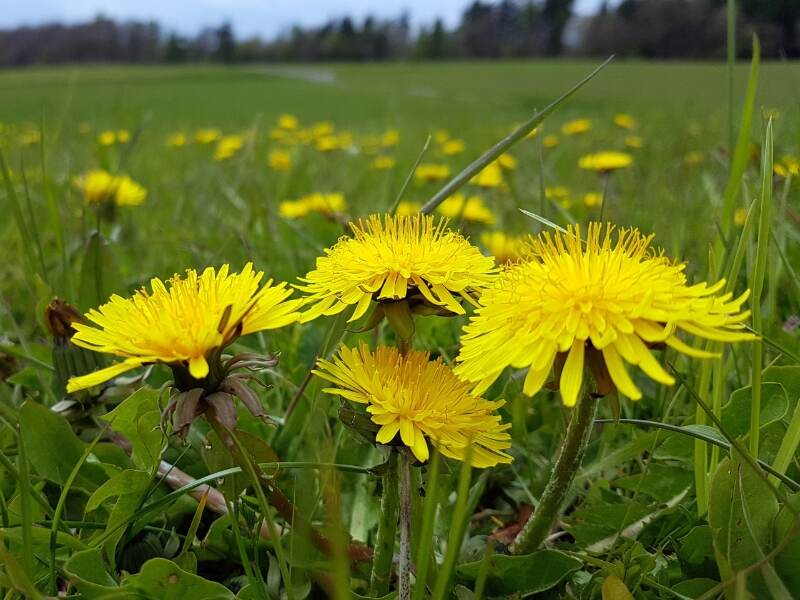 Dandelion (Taraxacum officinale)