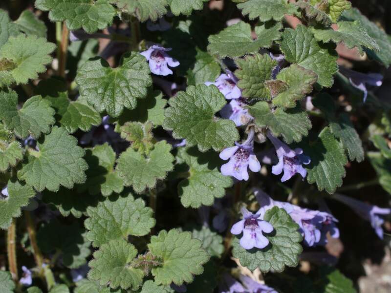 Ground ivy (Glechoma hederaceae)
