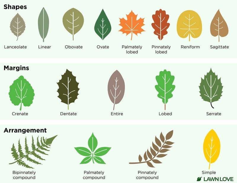 graphic showing species features
