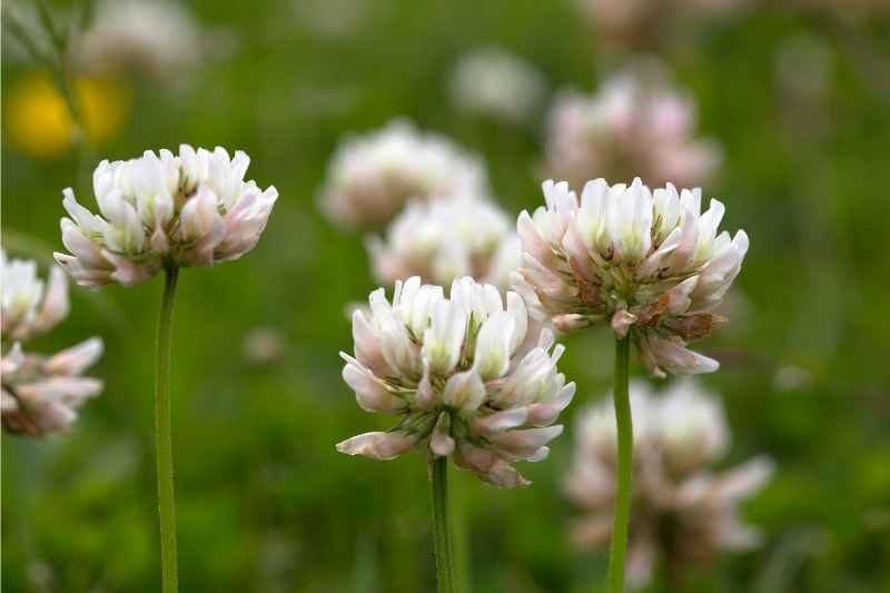 closeup of white clovers